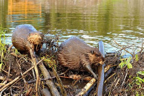 Dam Beavers Bwin