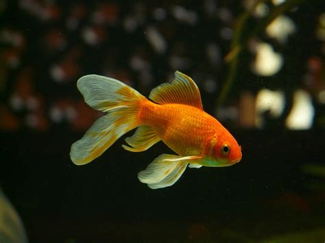 Goldfish NetBet