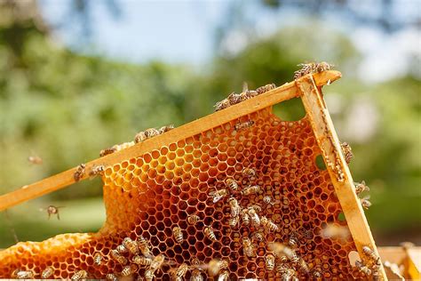 Honey Bees Parimatch