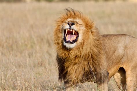 Lion S Roar NetBet