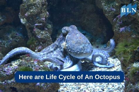 Octopus Life bet365