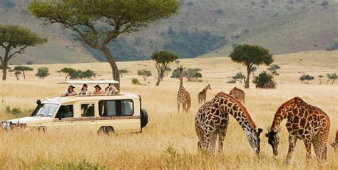 Safari Adventures Review 2024