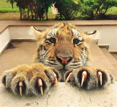 Tiger Claws brabet